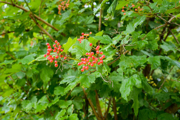 branch of red viburnum in the garden