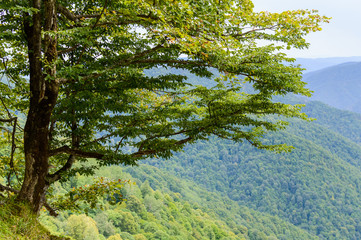 A tree on the edge of a cliff in mountain region of Adygea republic, Russia