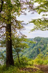 Fototapeta premium A tree on the edge of a cliff in mountain region of Adygea republic, Russia