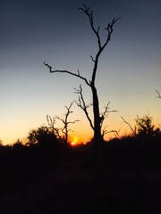 Africa silhouette 