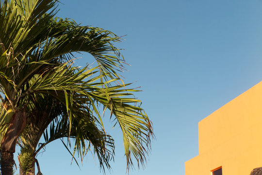 An image of two nice palm trees in the blue sunny sky near home or resort hotel
