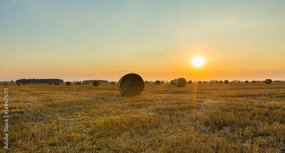 Wall mural Summer landscape with stubble field - Wall murals