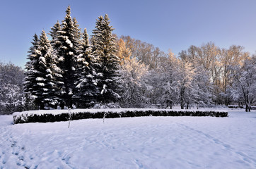 Beauty of winter nature in snowy park at sunset