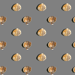 shells marine pattern