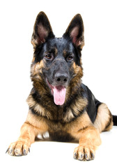 Cute German shepherd lying down (isolated on white)