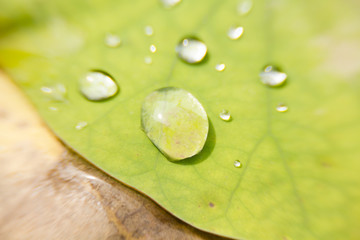 The lotus plant is a biennial The trunk has a flow rhizomes or tubers Leaves grow from the trunk. The stem end up growing underwater. Water or above water The shape of the leaves of a multi-round. Som