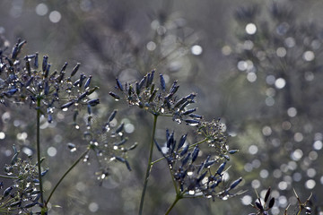 Obraz premium Shiny green flowers and other forest plants