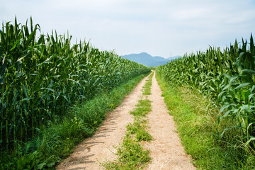 Fototapeta na wymiar Gravel road between corn fields