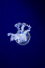 Obraz na płótnie Canvas jellyfish