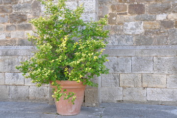 A large clay pot with a green plant against stone wall