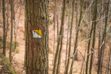Colorful tourist sign or mark on tree