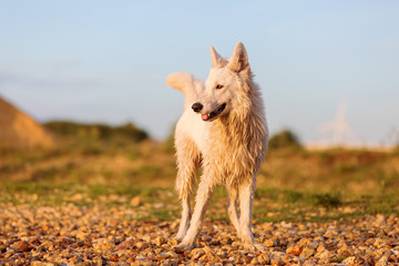 portrait of a white German Shepherd at a pebble beach