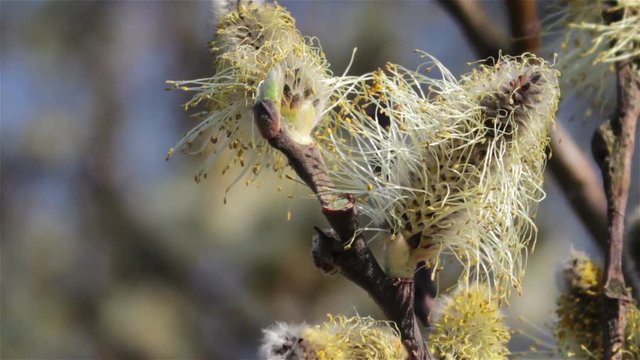   willow yellow/In spring, fluffy yellow willow blossoms