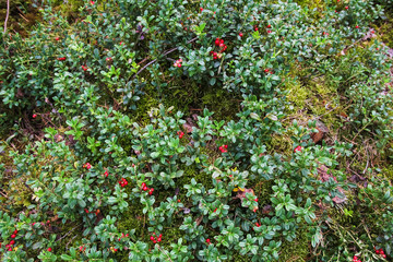 Forest berries cowberry, plants insects in the forest