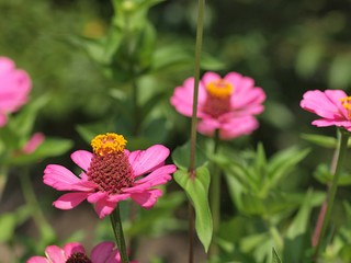 ピンクのニチニチソウの花