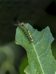 Common Castor Caterpillar