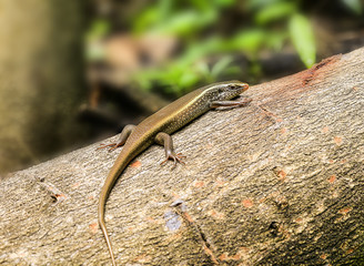Indian Skink Horizontal
