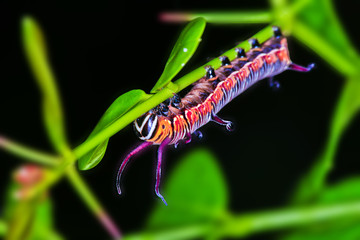 Monarch Butterfly caterpillar