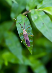Shield Bug