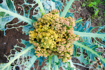 Cabbage eaten by caterpillars Plant wrecker caterpillar