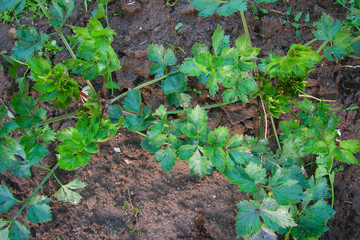 Celery in the mud useful plant