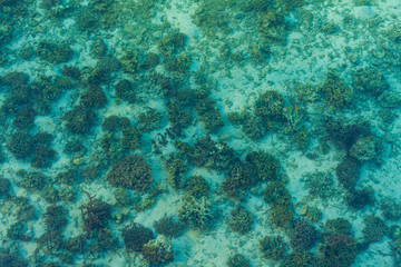 Fototapeta premium Coral and turquoise blue sea