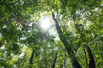 небо через листву деревьев © zeleniy9