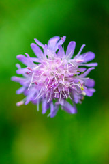 Wild flowers in the summer forest.