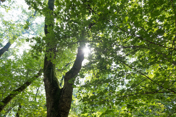 небо через листву деревьев © zeleniy9