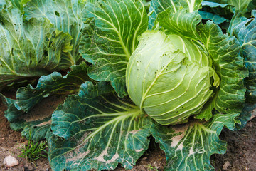 Cabbage eaten by caterpillars Plant wrecker caterpillar