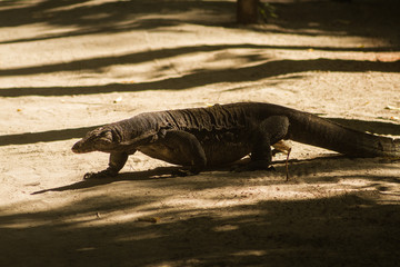 Monitor Lizard into the wild