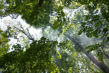 небо через листву деревьев © zeleniy9