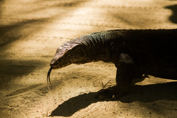 Monitor Lizard and its tongue into the wild