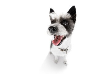 close up curious dog view