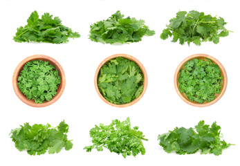 fresh coriander leaves isolated on white background.