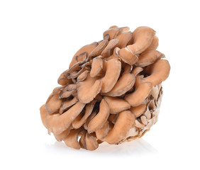 maitake mushrooms on white background