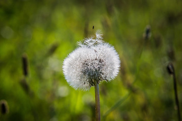 dandelion with seeds