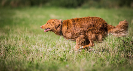 Toller running in the grass