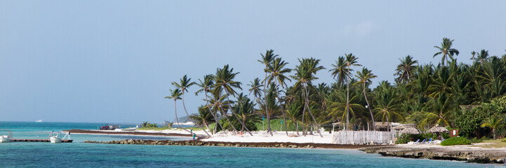 a tropical beach with coconut palm