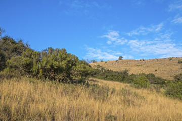 Obraz premium Rural Dry Winter Vegetation Blue Cloudy Sky Wilderness Landscape