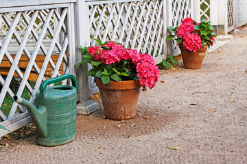 Fototapeta na wymiar Green plastic watering can and pink hydrangeas in the pots at the white fence