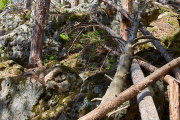 Fallen trees in the forest