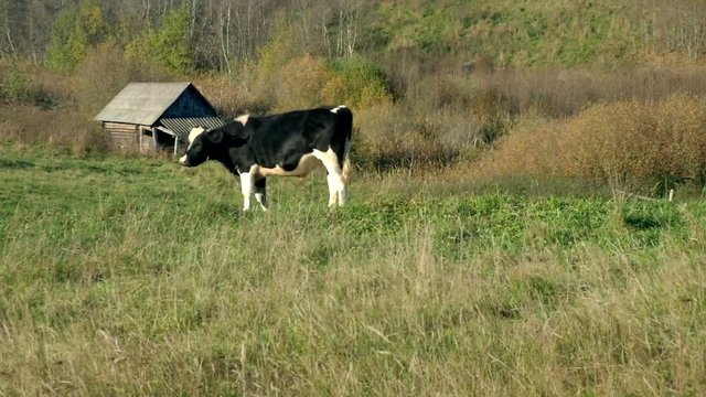 Young bull grazing in meadow near farm 