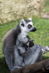 LEMUR DE COLA ANILLADA DANDO DE MAMAR