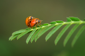Fototapeta premium Beautyful ladybug on a colored leaf