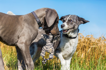 Great Dane puppy and an Australian Shepherd playing on a country path