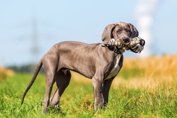 portrait of a Great Dane puppy with a toy in the snout