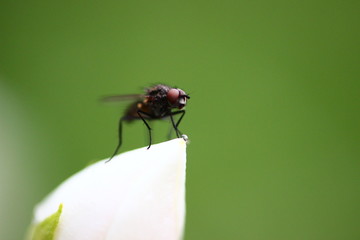 fly; insect; macro; small; nature