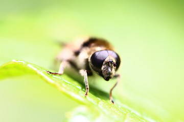 insect; macro; closeup; fly; eyes