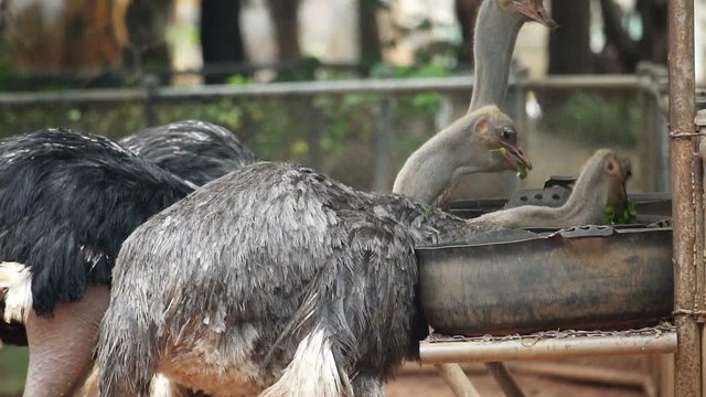 Slow motion, Ostrich eat, feeding food in farm.
